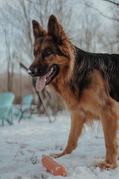 白天在白雪覆盖的地面上的黑色和棕褐色的德国牧羊犬